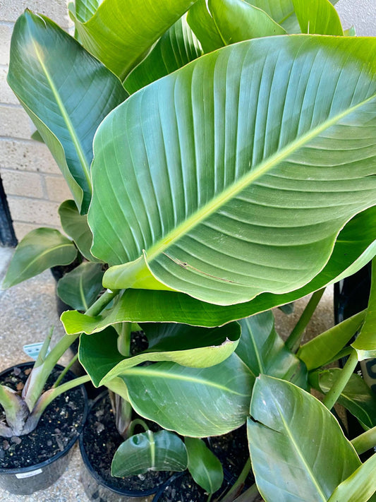 The Benefits of Air-Purifying Plants in Your Home 2024