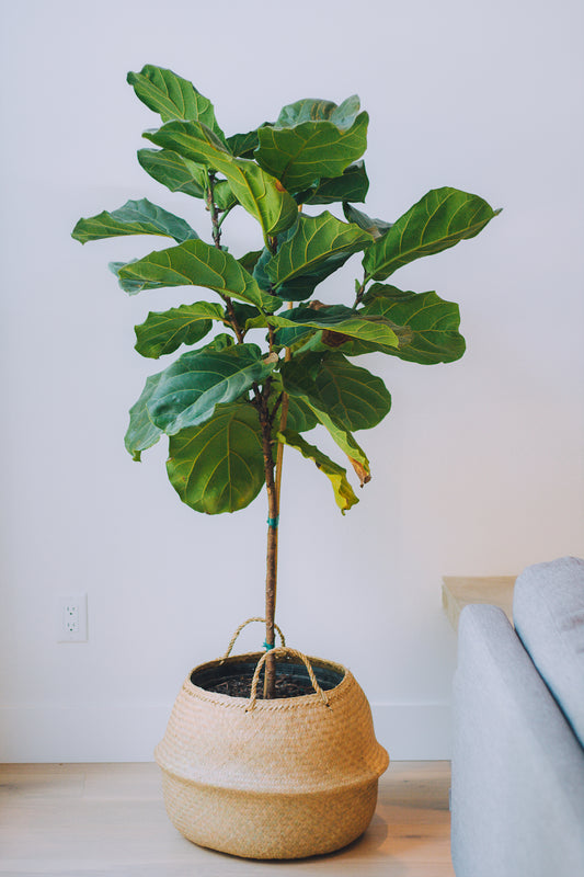 10 Best Ways to Keep Your Indoor Plants Alive and Healthy