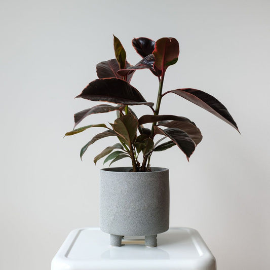 5 Best in season and easy to grow Indoor Plants 2024