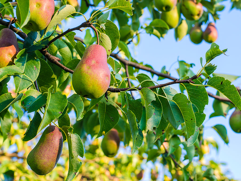 Fruit and Citrus trees Wholesale Plants