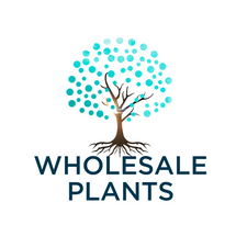 Wholesale Plants 