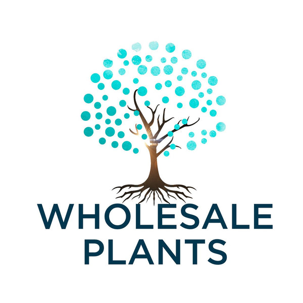 Wholesale Plants