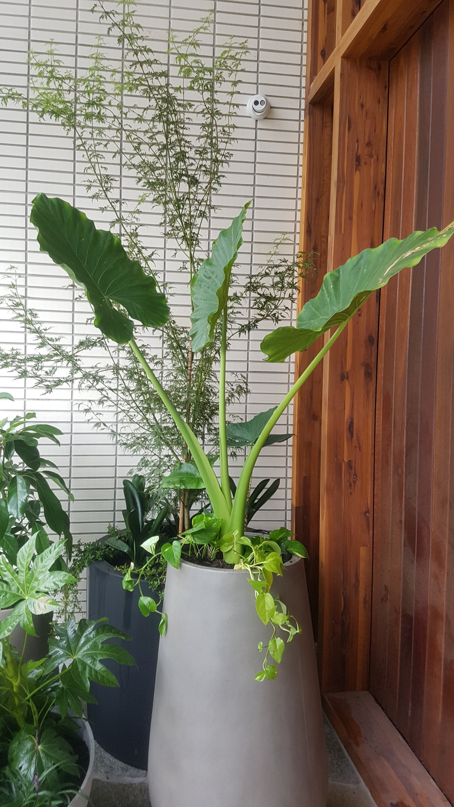 Balcony Potted Planting Package