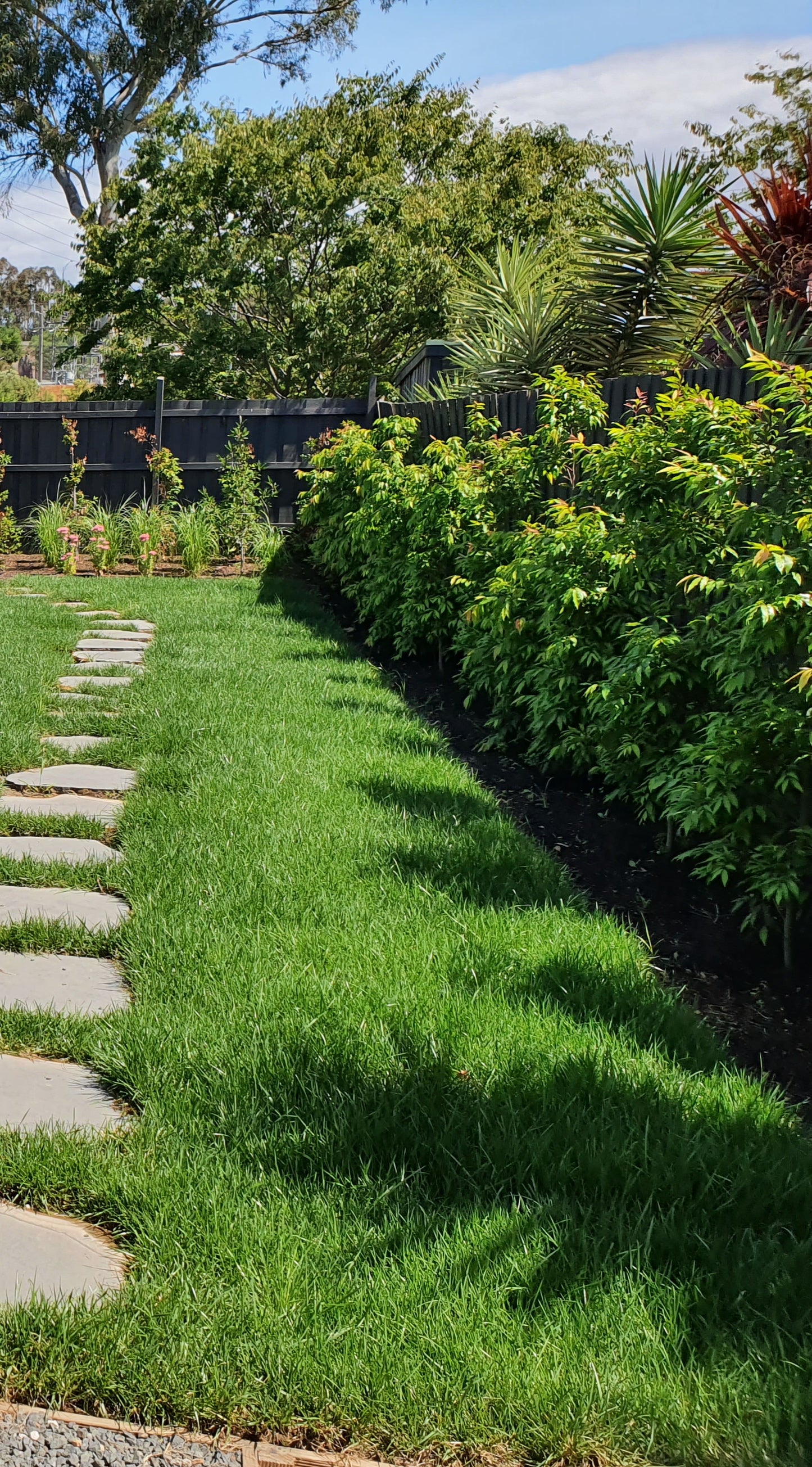 Evergreen Hedging - Waterhousea Floribunda Weeping Lilly Pilly