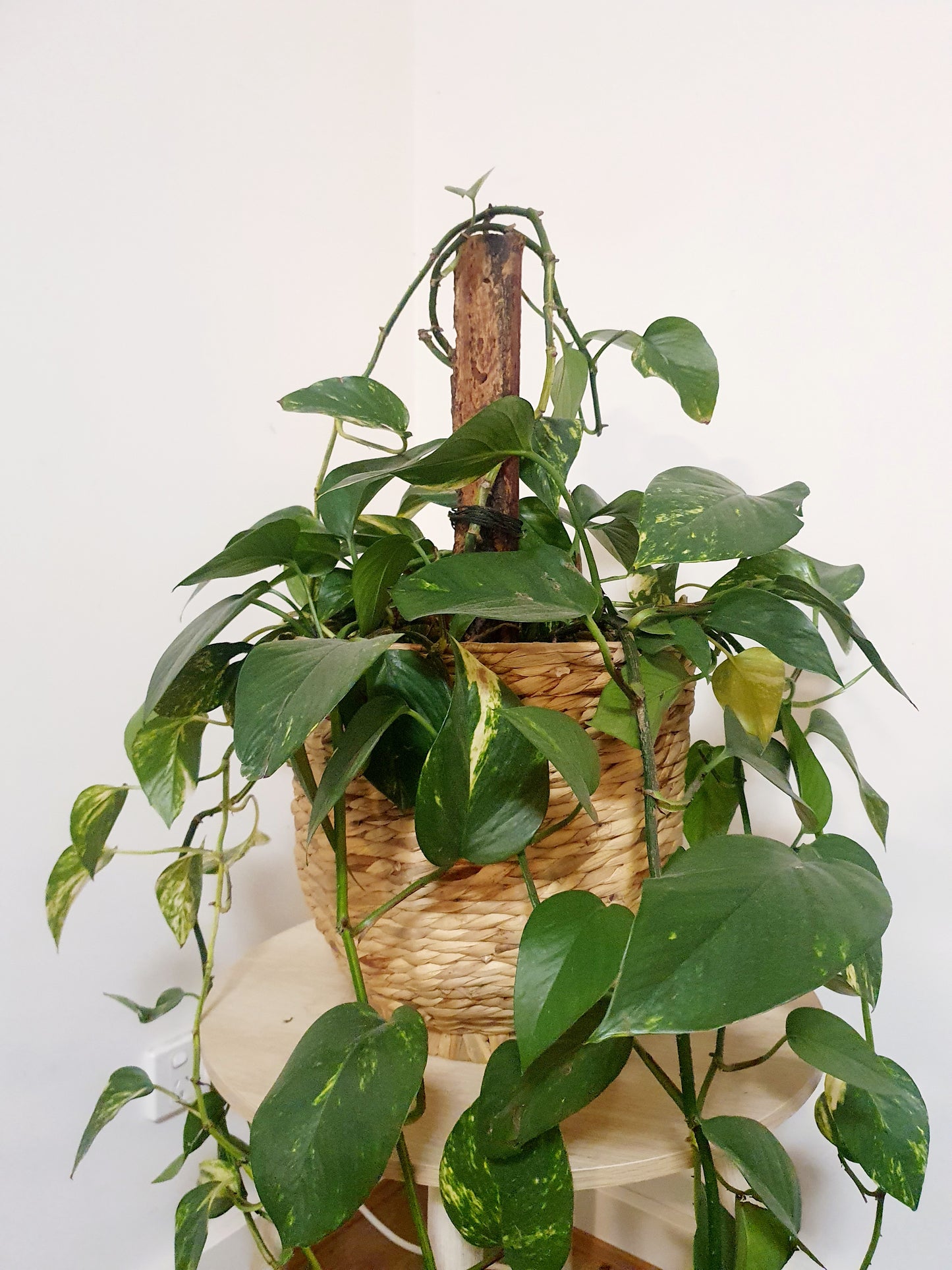 Pothos Devils Ivy