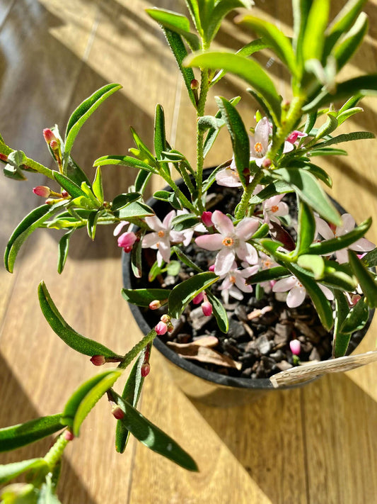 Plant Installation Service