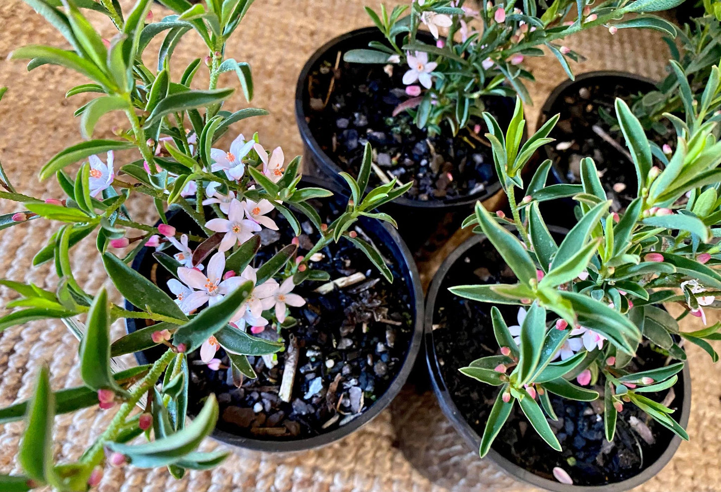 Plant Installation Service