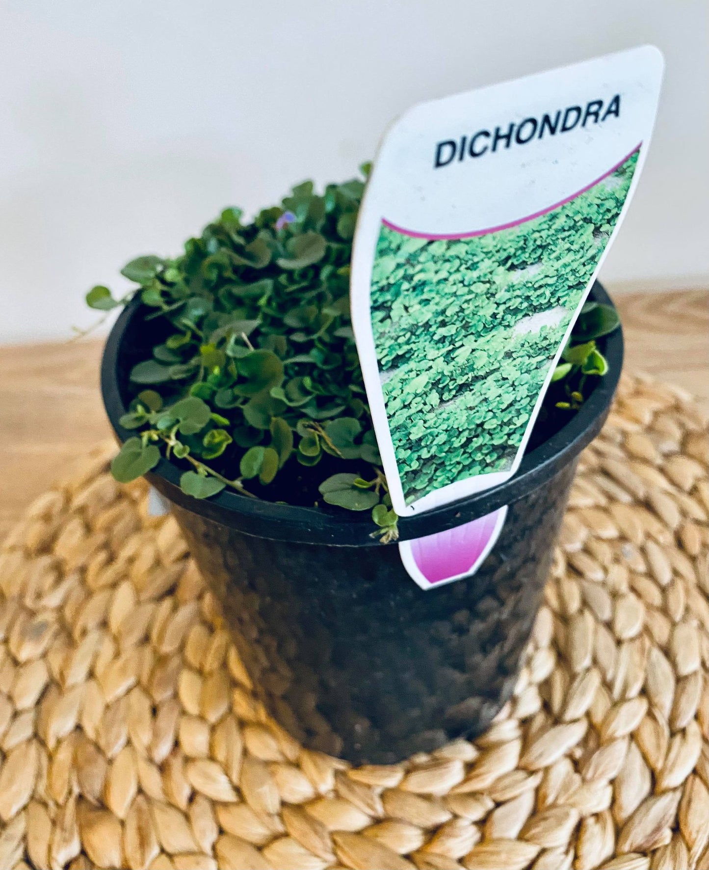 Australian Native plant Package