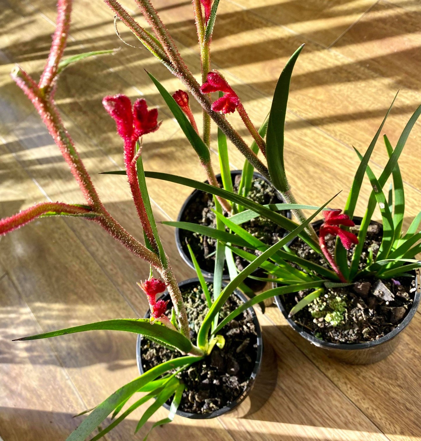 Australian Native plant Package