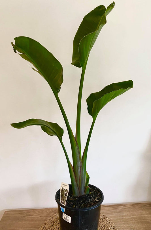 Strelitzia Nicolai Giant Bird Of Paradise