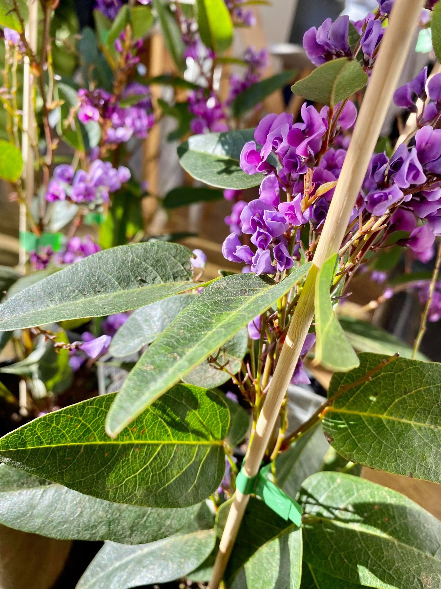 Australian Native plant Package