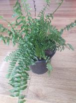 Office Desk Plant Package - Planting Packages Australia
