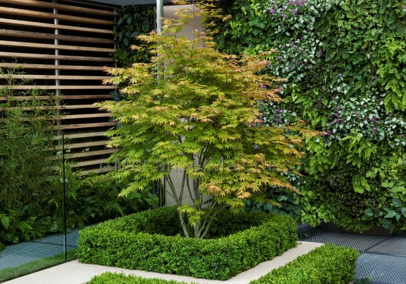 Acer Palmatum