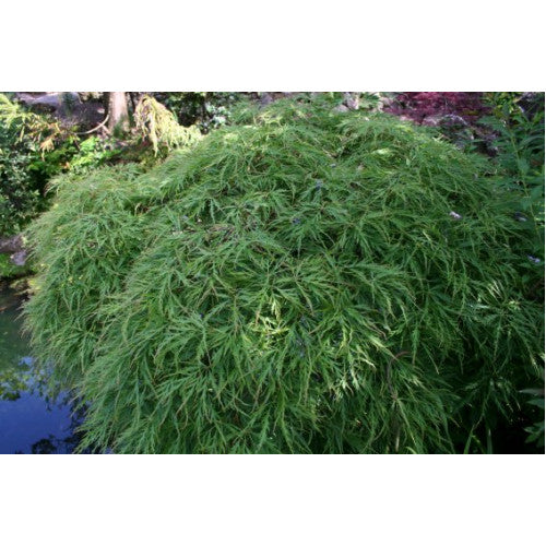 Acer Palmatum, Dissectum Viridis - Cheapest plants online