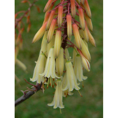 Aloe Aloe Winter Bells | Wholesale Plants