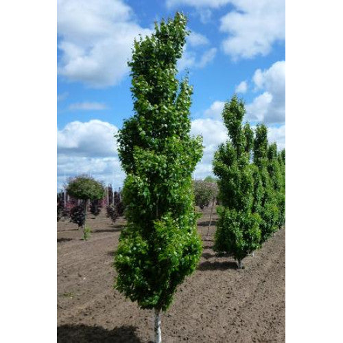 Betula Pendula Fastigiata - Cheapest plants online
