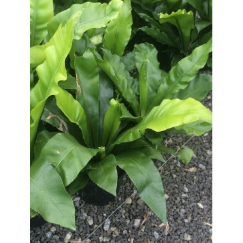 Asplenium Birds Nest Fern | Wholesale Plants