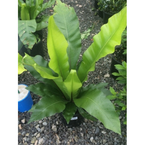 Asplenium Birds Nest Fern | Wholesale Plants