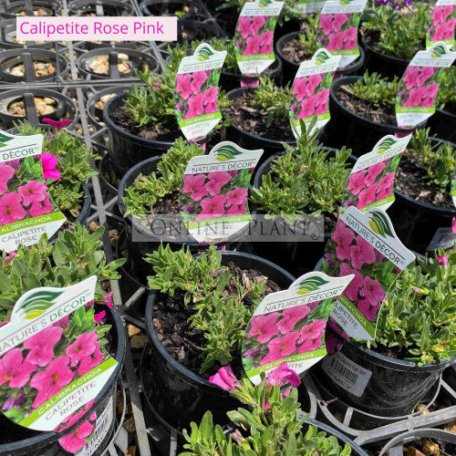 Calipetite Rose Pink | Wholesale Plants