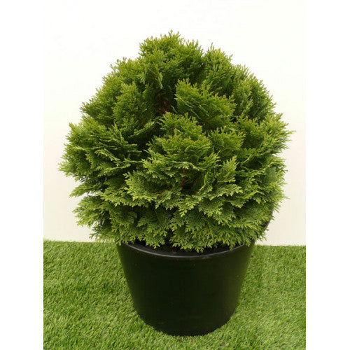 Chamaecyparis Minima Glauca | Wholesale Plants