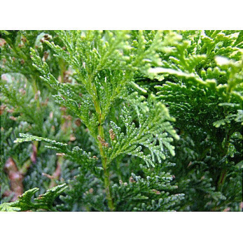 Chamaecyparis Minima Glauca | Wholesale Plants