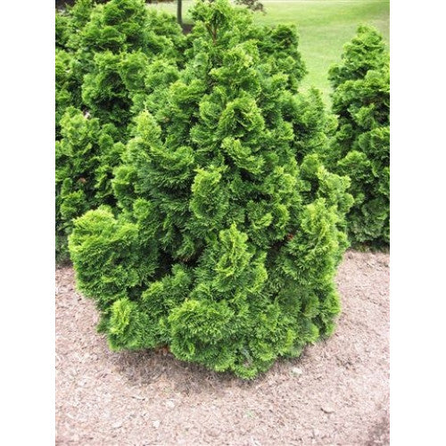 Chamaecyparis Obtusa Nana Aurea | Wholesale Plants