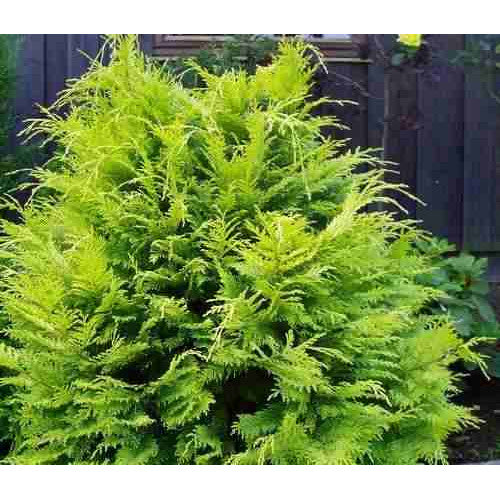 Chamaecyparis Lawsoniana, Alumii Gold | Wholesale Plants