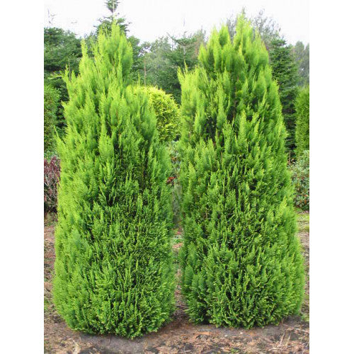 Chamaecyparis Lawsoniana, Alumii Gold | Wholesale Plants