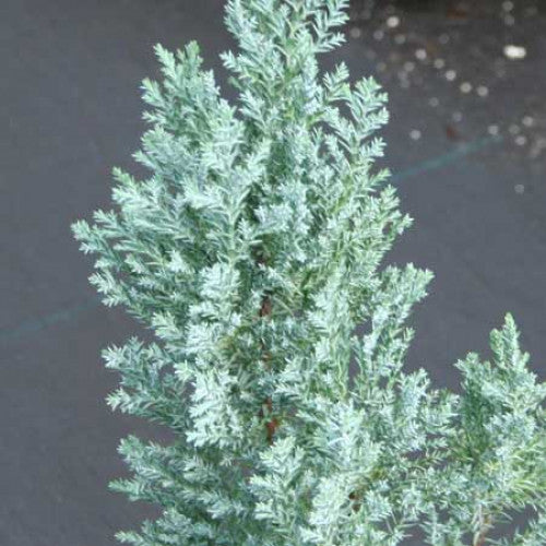 Chamaecyparis Lawsoniana, Blue Gem | Wholesale Plants