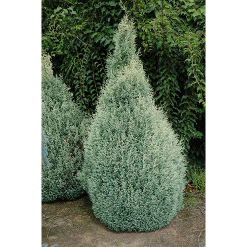 Chamaecyparis Lawsoniana, Blue Gem | Wholesale Plants