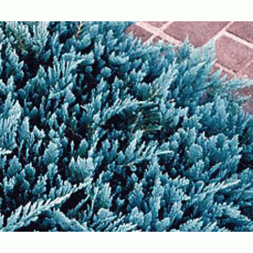Chamaecyparis Lawsoniana, Blue Jacket