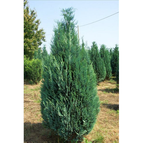 Chamaecyparis Lawsoniana, Columnaris | Wholesale Plants