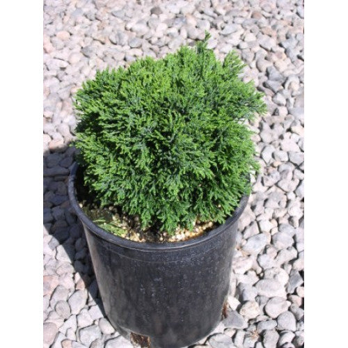 Chamaecyparis Lawsoniana, Green Globe | Wholesale Plants