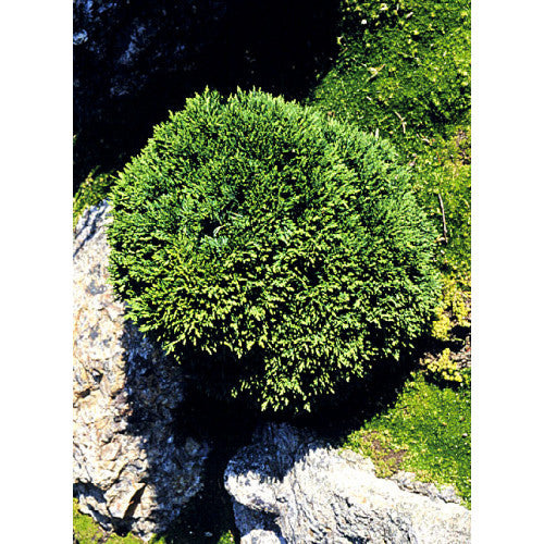 Chamaecyparis Lawsoniana, Green Globe | Wholesale Plants