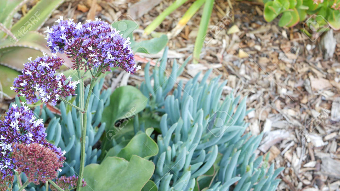 Coastal Plant Package - Plant Packages Australia