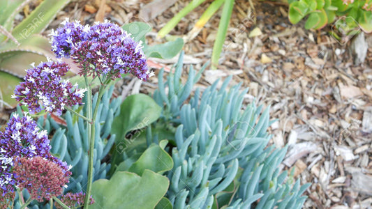 Coastal Plant Package - Plant Packages Australia