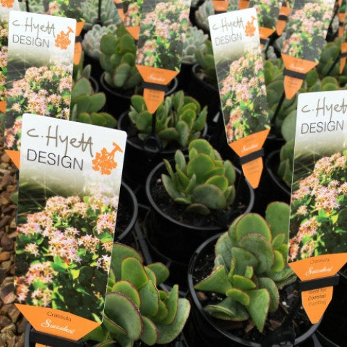 Crassula Bluebird | Wholesale Plants