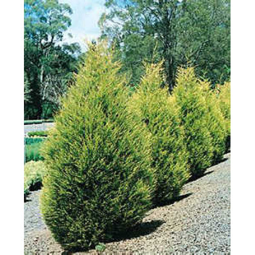 Cupressocyparis Leylandii, Castlewellan Gold | Wholesale Plants