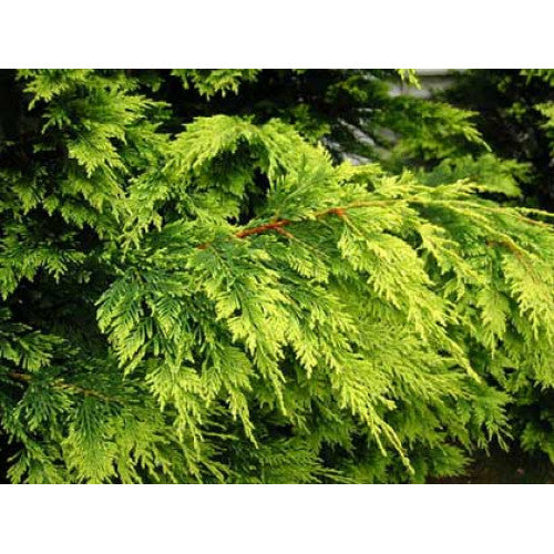 Cupressocyparis Leylandii, Castlewellan Gold | Wholesale Plants