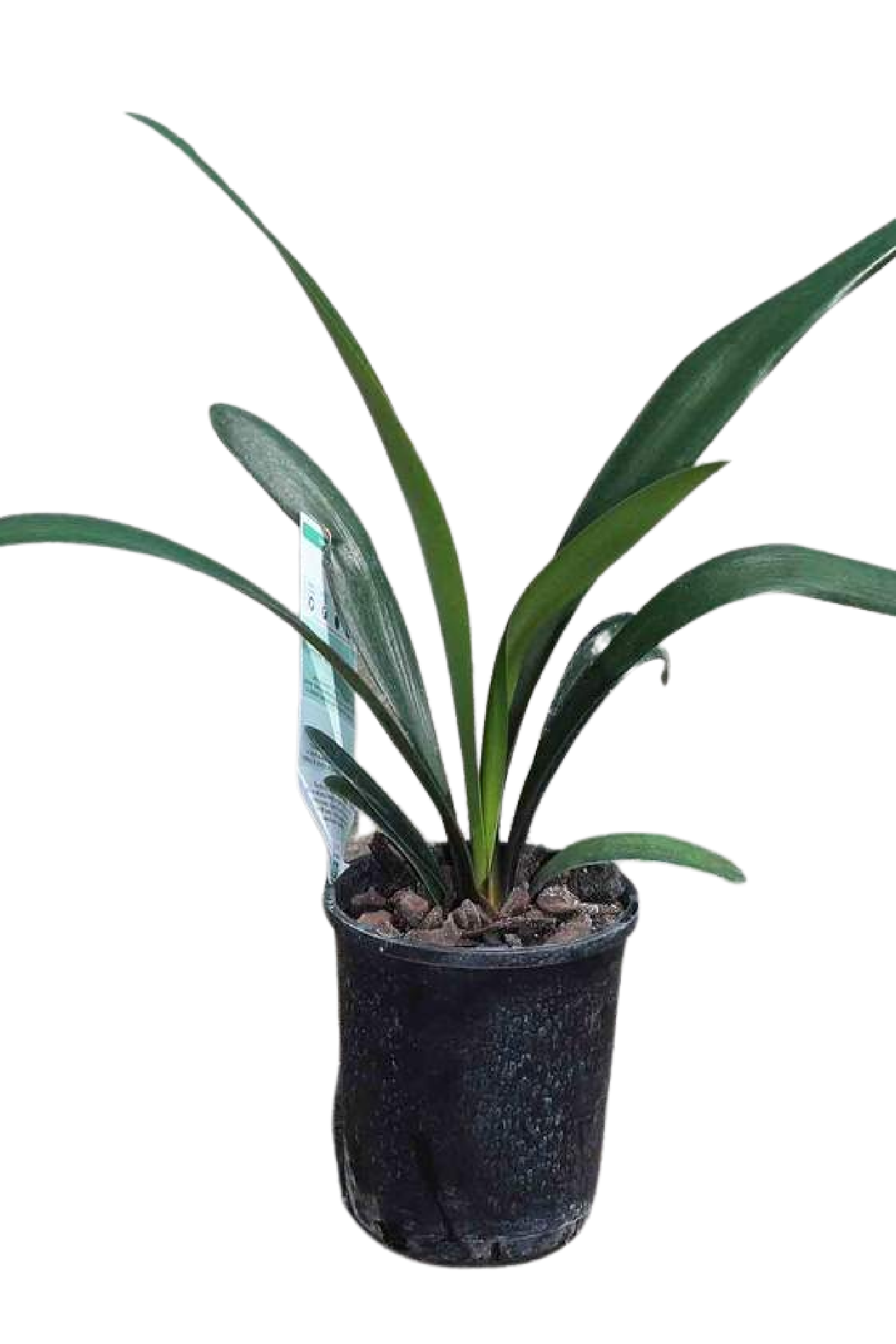 Clivia Orange