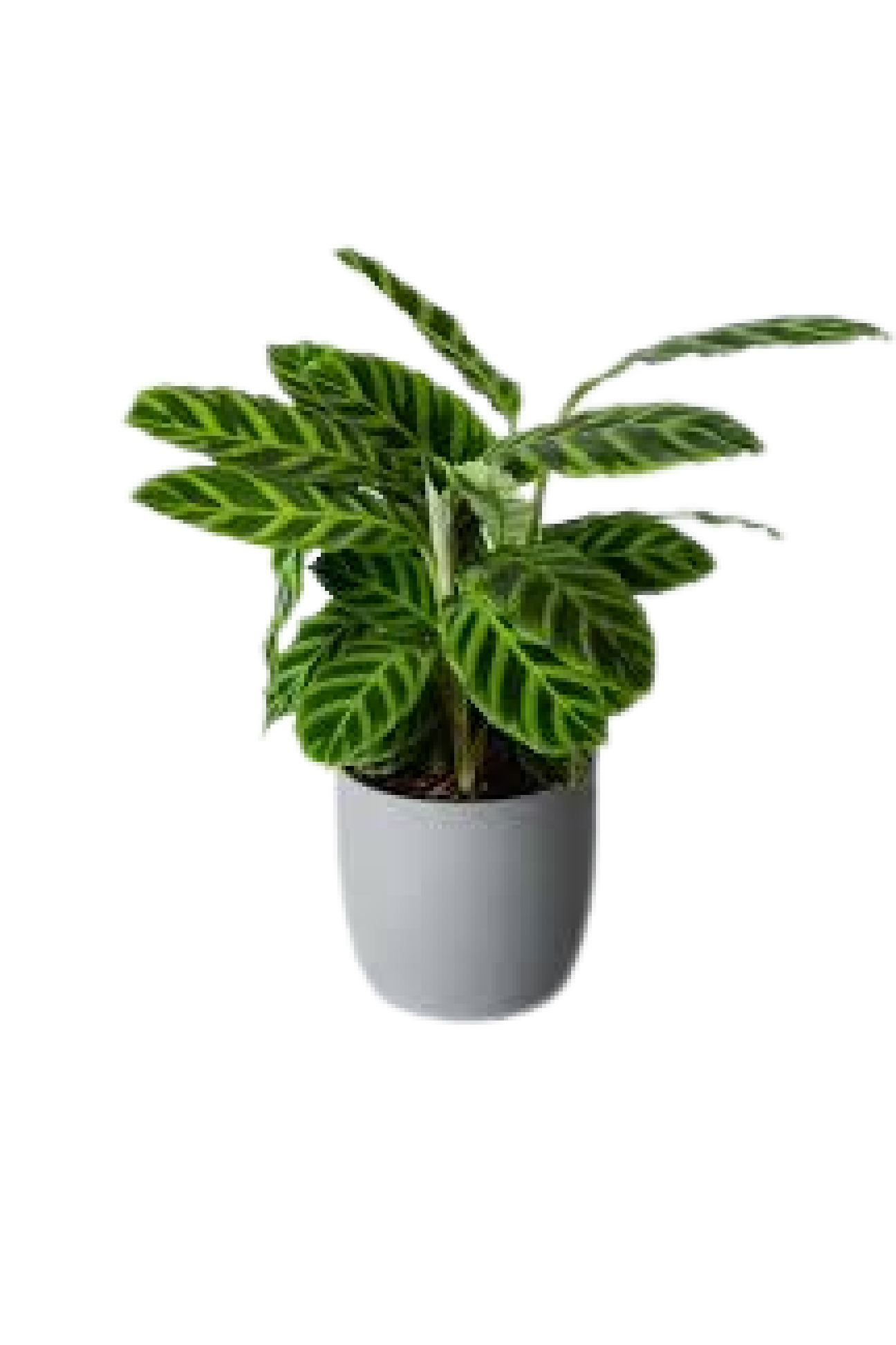 Calathea Zebrina