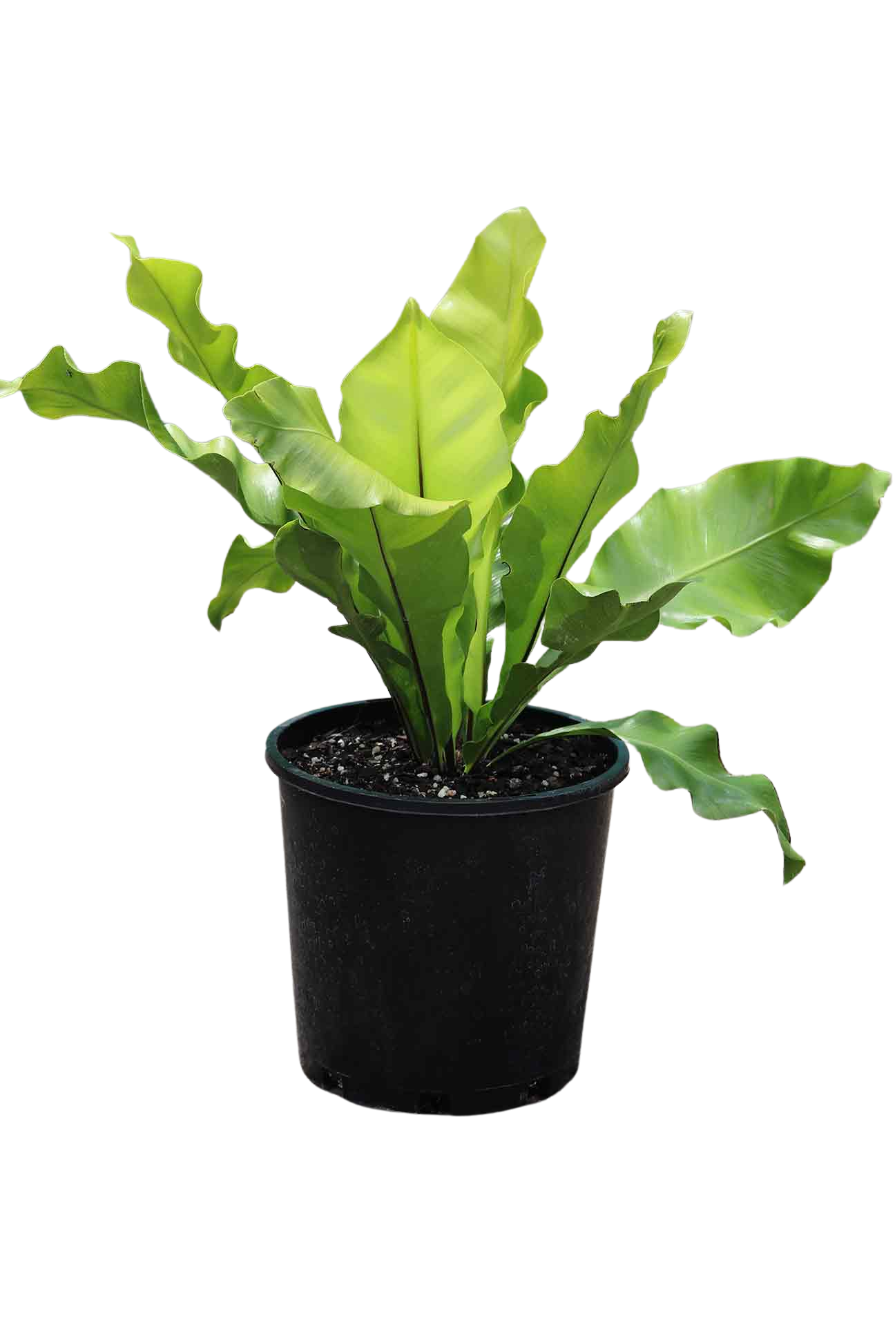 Asplenium Birds Nest Fern