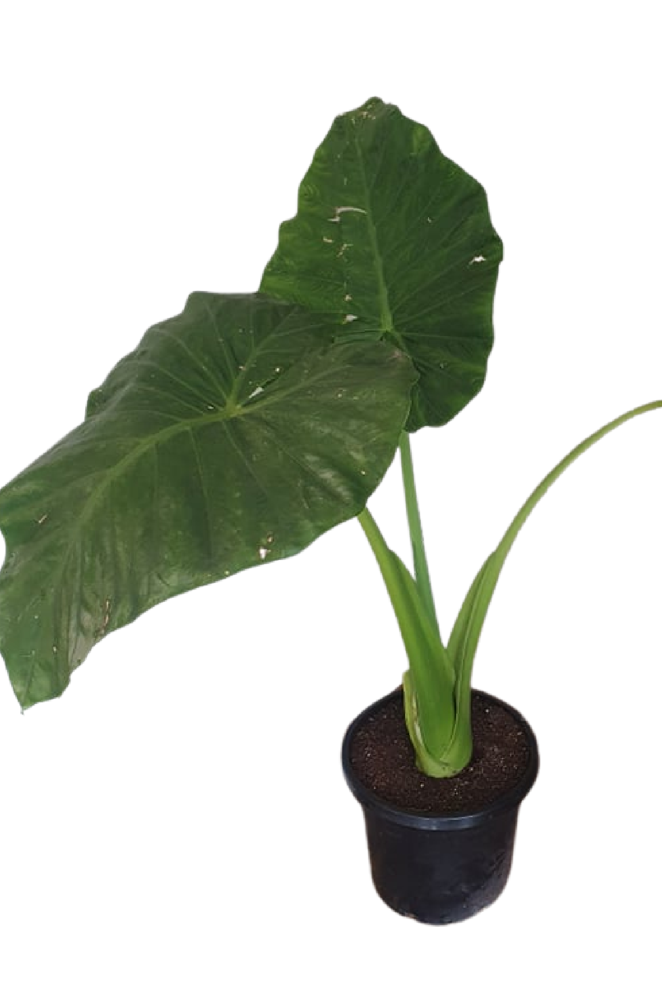 Alocasia Elephant Ears