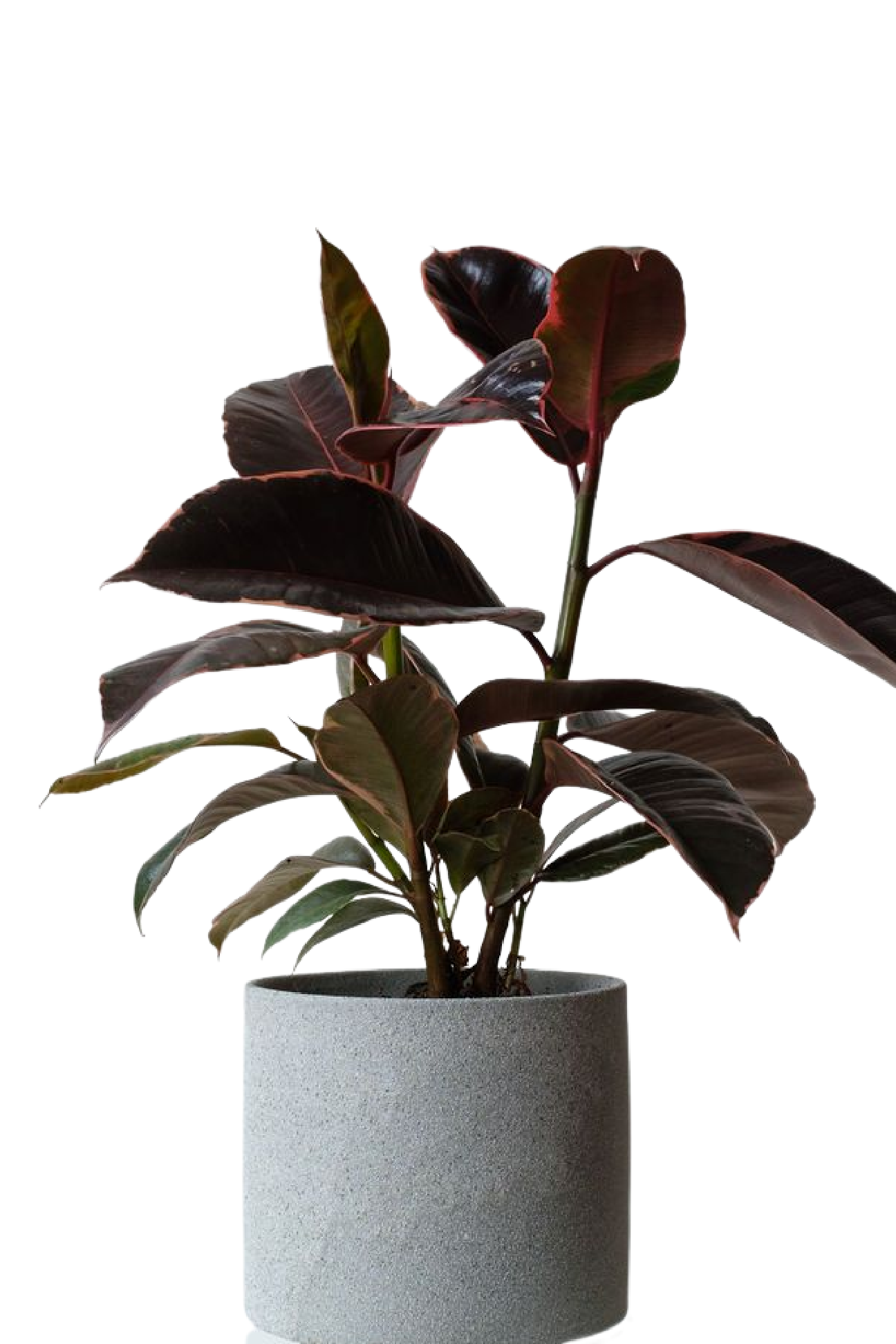 Ficus Elastica Burgundy Rubber Plant
