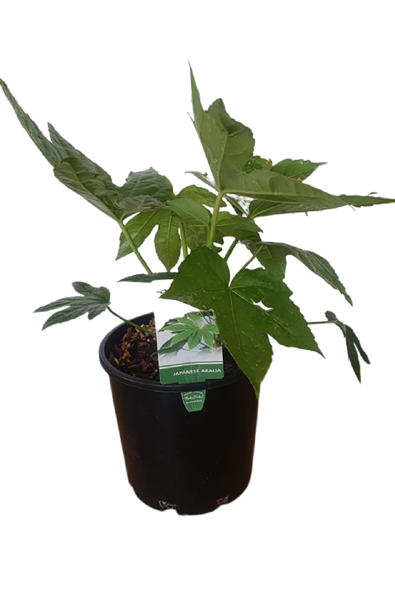 Aralia, Fatsia Japonica