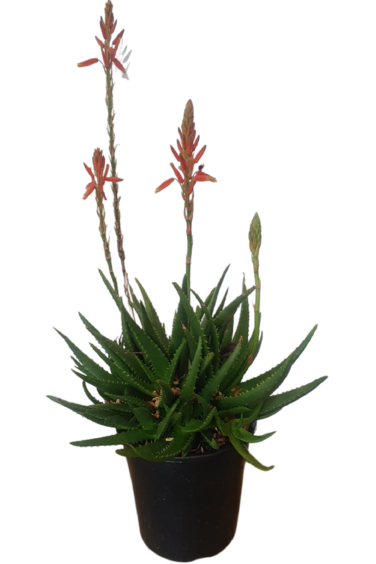 Aloe Aloe Always Red