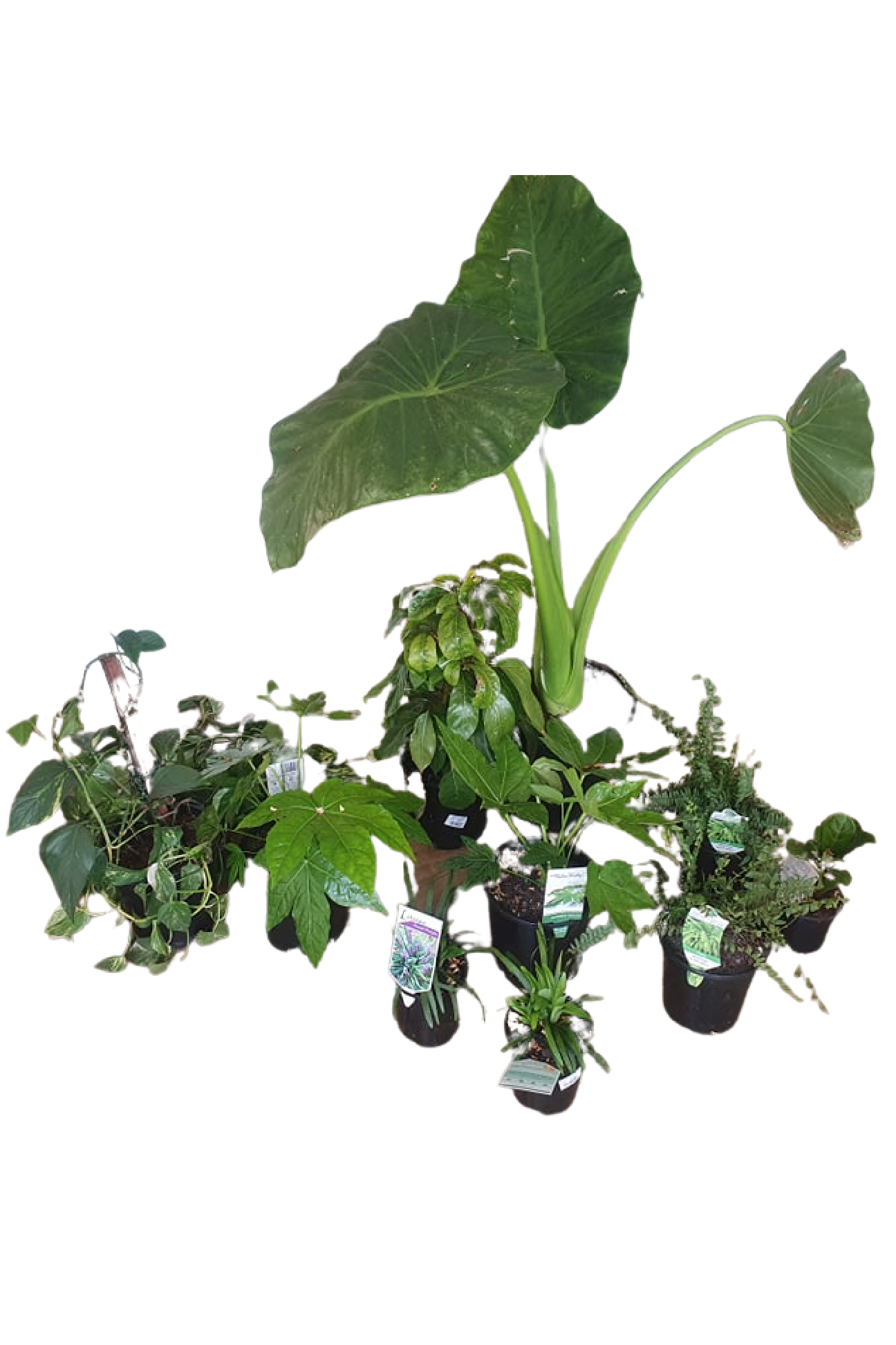 Balcony Potted Planting Package