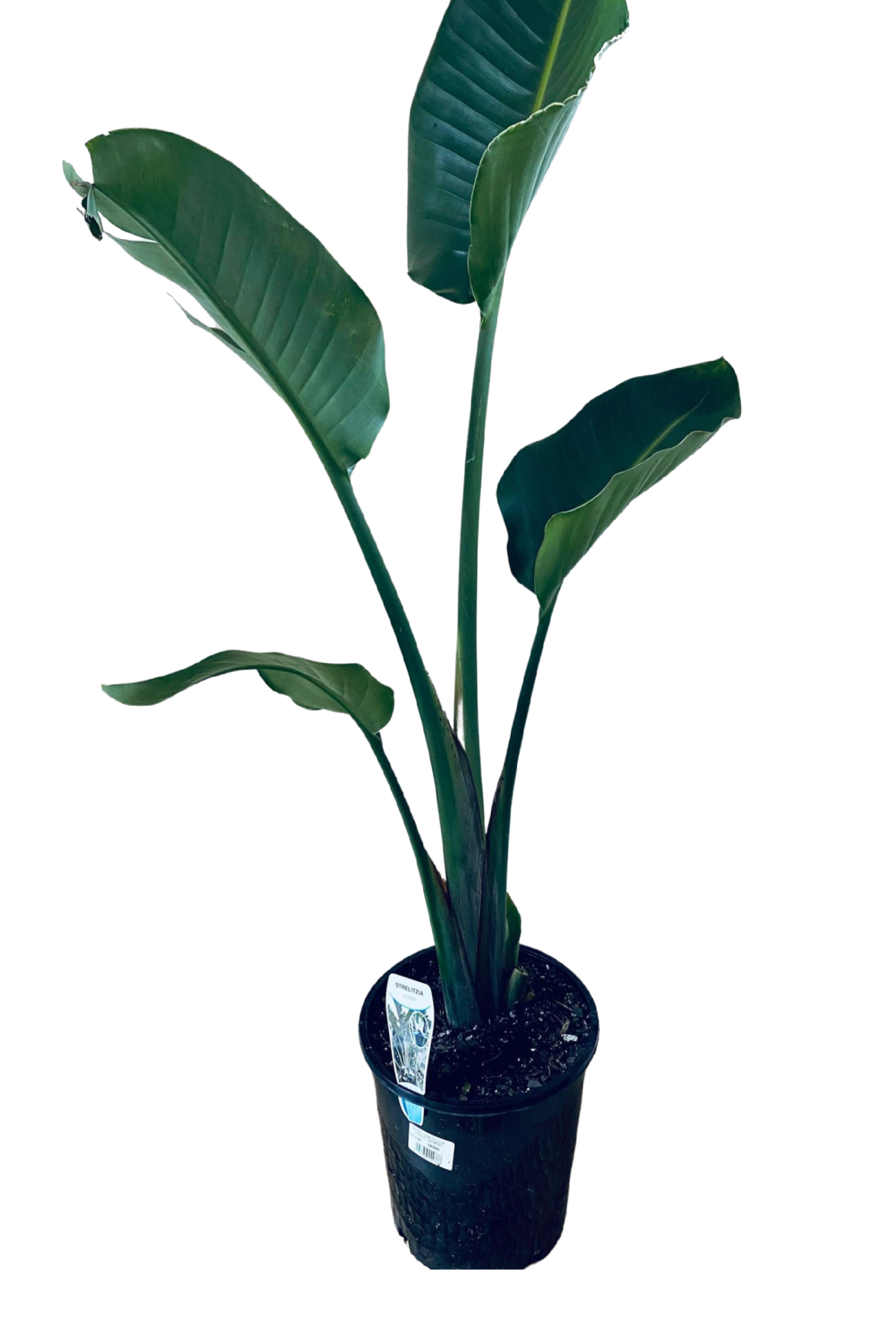 Strelitzia Nicolai Giant Bird Of Paradise