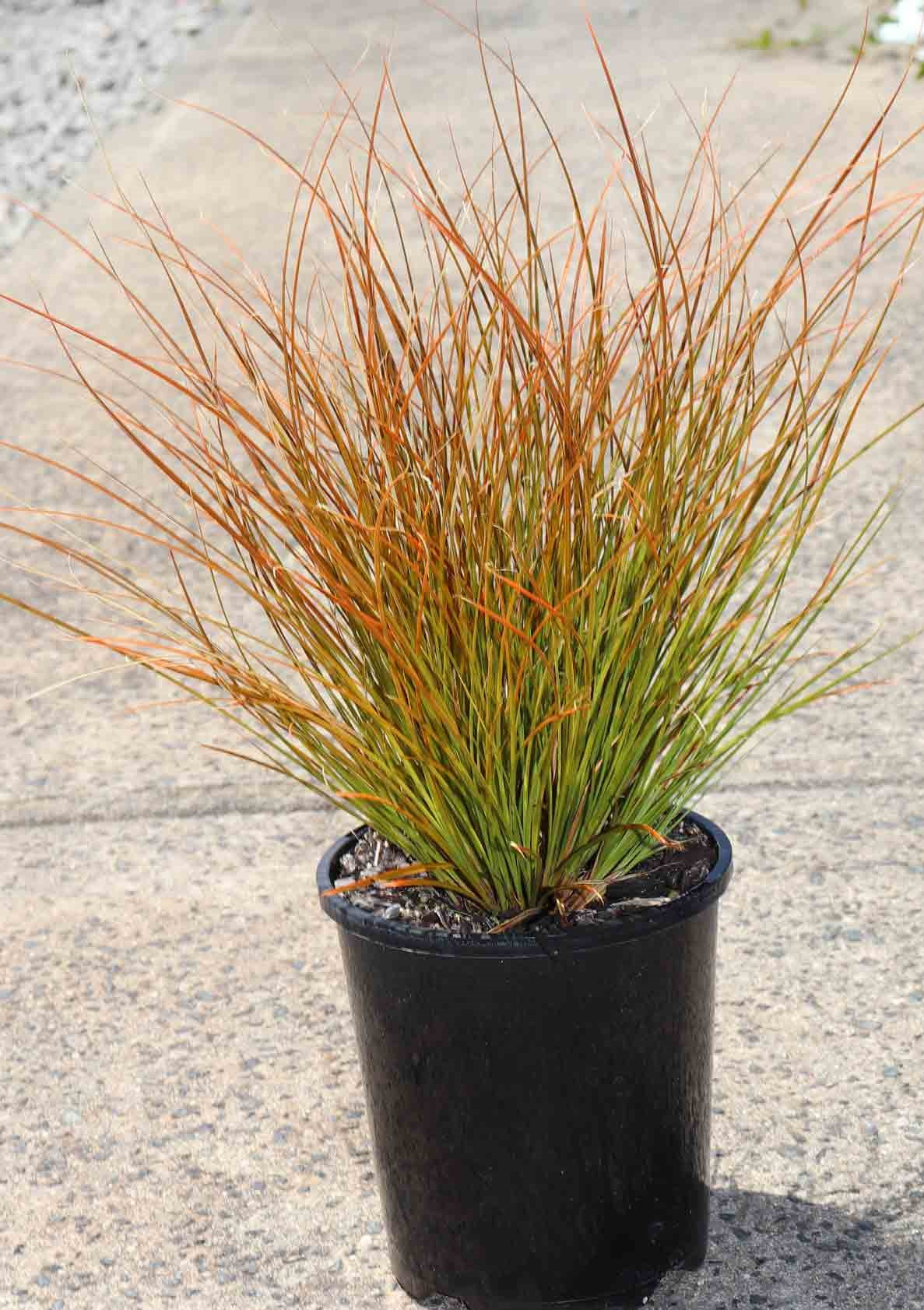 Coastal Plant Package - Plant Packages Australia