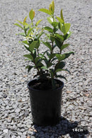 Trachelospermum Asiaticum, Japanese Star Jasmine